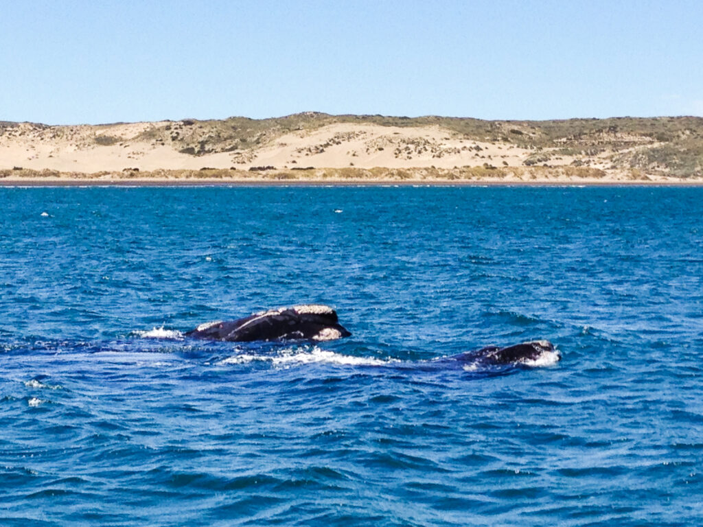 Avvistamento delle balene