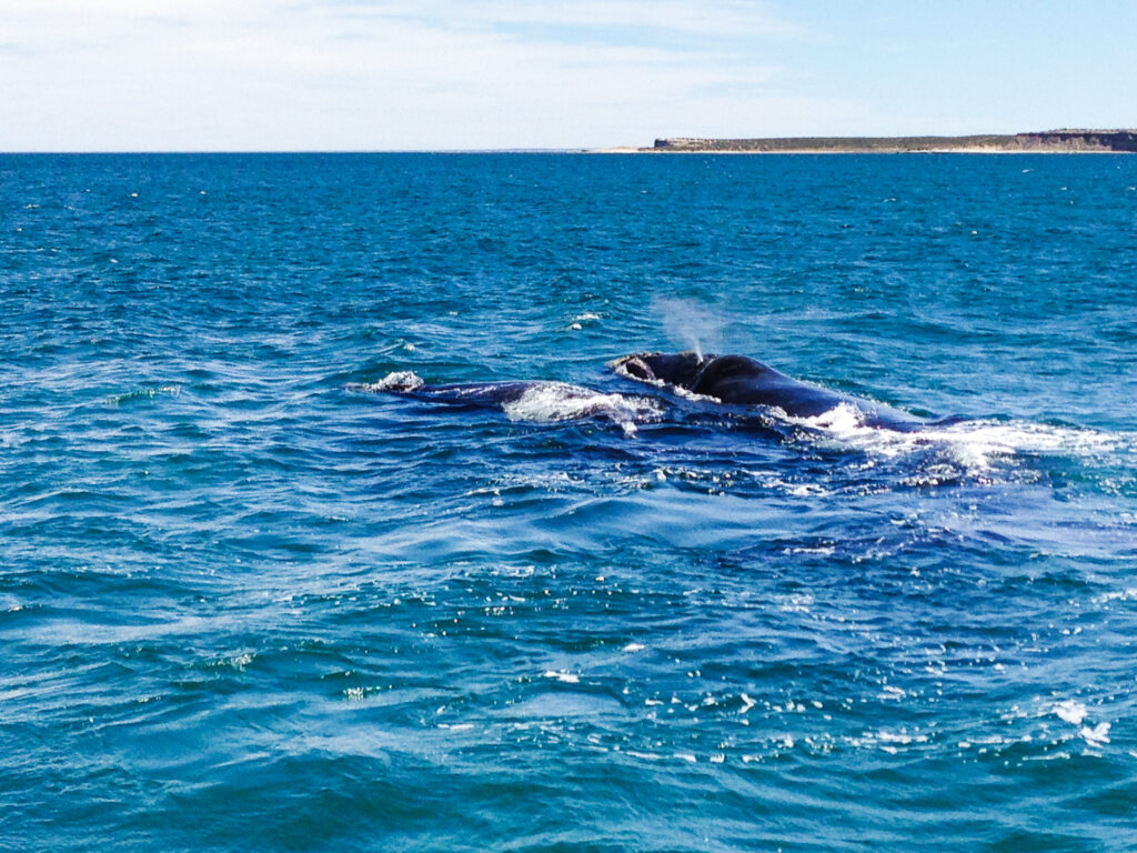 Avvistamento delle balene